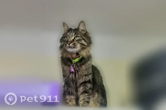Пропала кошка, Партизанский, д. 24, Владивосток — коричневая, очень контактная - photo
