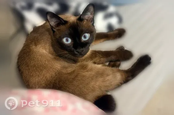 Пропала кошка, Калуга, Соловьиная — короткий хвостик крючком - photo