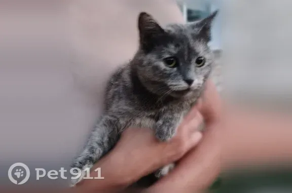 Пропала кошка, Соль-Илецк — ласковая, добрая домашняя кошка - photo