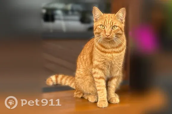 Пропала кошка, Деревня Зеленое Поле, Рыбацкая, д. 15, Зелёное Поле — ласковый кот, подходит к людям - photo