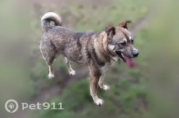 Пропала собака, Село Пионерское, Ай-Петри, д. 4, Пионерское — сбежала со двора и не вернулась - photo