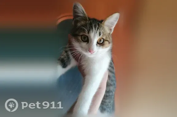 Найдена кошка, Альметьевск, фото: Найдена кошка, Бигаш, д. 86, Альметьевск
