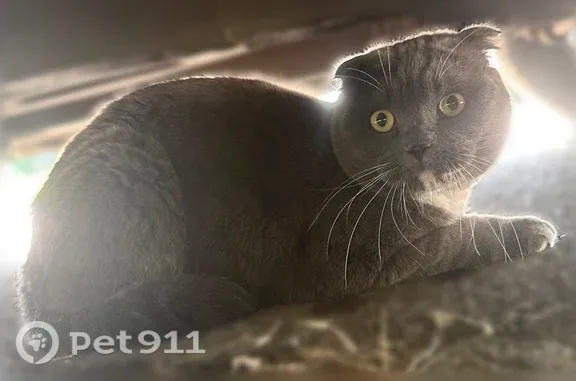 Найдена кошка, Красноярск, фото: Найдена кошка, Кутузова, Красноярск — шотландец, белая грудка и лапки