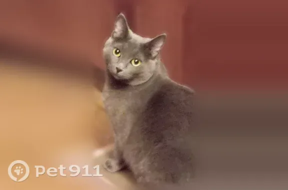 Пропала кошка, Уссурийск, Советская, д. 101 — порода русская голубая, полноватая - photo