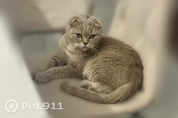 Найдена кошка, Новороссийск, фото: Найдена кошка, Район Приморский (г Новороссийск), Чапаева, д. 22, Новороссийск — вислоухая, длинный хвост