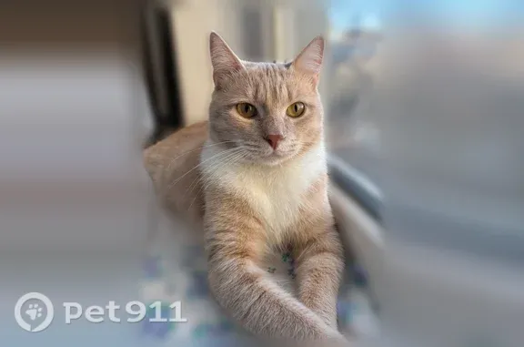 Пропала кошка, Ростов-на-Дону, Зорге, д. 60/1 — рыжая с белой грудью, осторожна - photo