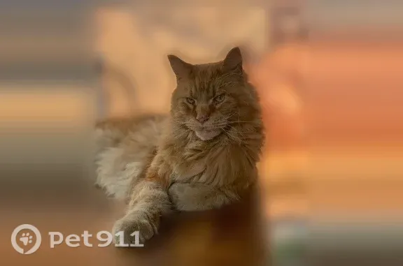 Пропала кошка, Район Куйбышевский (г Новокузнецк), Прудовая, Новокузнецк — крупная, с характером - photo