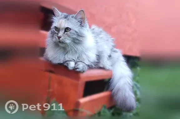 Пропала кошка, Деревня Новая Мельница, Новая Мельница — серо-белая, пушистая - photo
