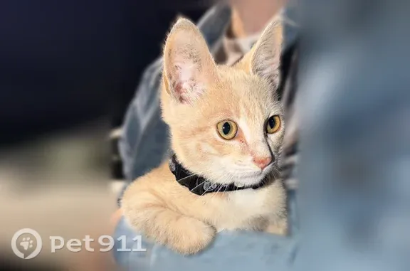 Найдена кошка, Одинцово, фото: Найдена кошка, Деревня Трубачеевка (г Одинцово), Правды, д. 3, Одинцово