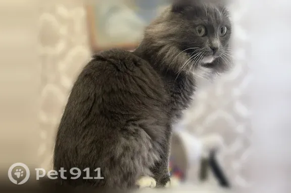 Пропала кошка, Район Орджоникидзевский (г Екатеринбург), Стачек, Екатеринбург — очень ласковая - photo
