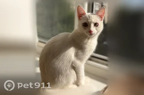 Найдена кошка, Челябинск, фото: Найдена кошка, Челябинск, Пионерская, д. 9 — белый котёнок девочка, 3 месяца