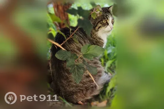 Найдена кошка, Ярославль, фото: Найдена кошка, Ярославль, Громова, д. 44 — пушистая, молодая, с жёлтыми глазами