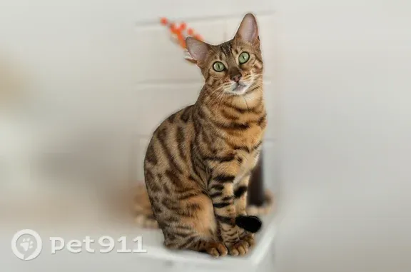 Пропала кошка, Казань — бенгальская кошка, пугливая - photo