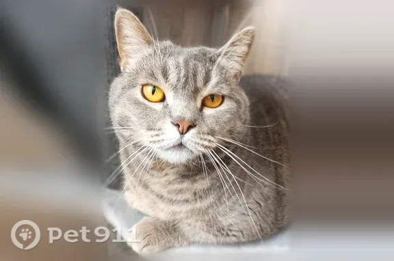 Пропала кошка, Выборг, Приморская, д. 50 — серо-полосатая, ярко-жёлтые глаза - photo
