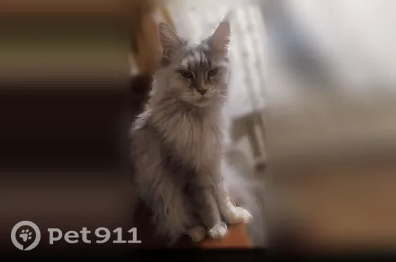 Пропала кошка, Район Северное Измайлово, г Москва, 7-я Парковая, д. 31 3 — мейнкун-метис, светло-серая - photo