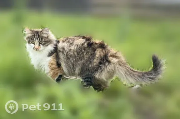Пропала кошка, Село Турунтаево, Лазо, д. 14, Турунтаево — трехцветная, откликается на имя Афина - photo