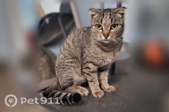 Найдена кошка, Уфа, фото: Найдена кошка, Оборонная, Уфа — молодая кошка на передержке