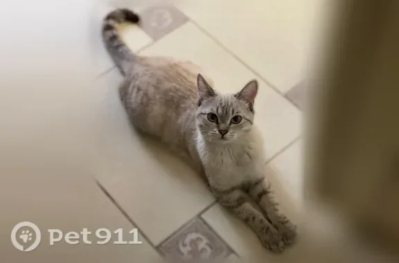 Пропала кошка, М-Я.С.Калаева, д. 24, Грозный — белая с коричневыми полосками, шрам на передней лапе - photo
