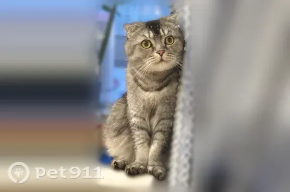 Кошки потеряшки, Уфа, фото: Потеряшка кошка, Уфа — шотландский вислоухий котик Дизель, полосатый