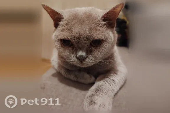 Пропала кошка, Металлургов, д. 57, Тула — британская, 14 лет, светло-серая - photo