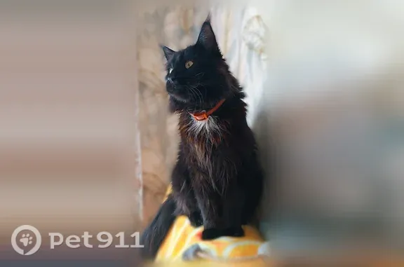 Пропала кошка, Сокол, Южная, д. 15 — чёрный мейн-кун в оранжевом ошейнике - photo
