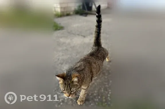 Найдена кошка, Ярославль, фото: Найдена кошка, Машиностроителей, д. 7, Ярославль — очень ласковая, домашняя