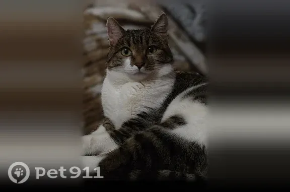 Кошки потеряшки, Уфа, фото: Потеряшка кошка, улица Степана Злобина 38/2, Уфа — вознаграждение
