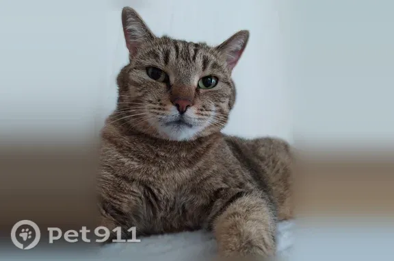 Пропала кошка, Большевистская, д. 175/6, Новосибирск — кастрирован, 7 лет, видели на крыше крыльца 2 подъезда - photo