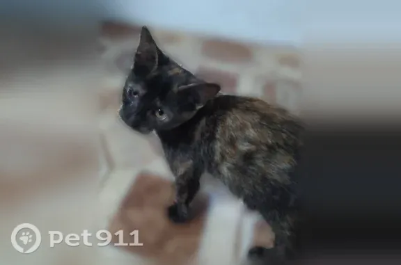 Кошка ищет дом, Станица Журавская, Журавская — ласковая, приучена к лотку - photo