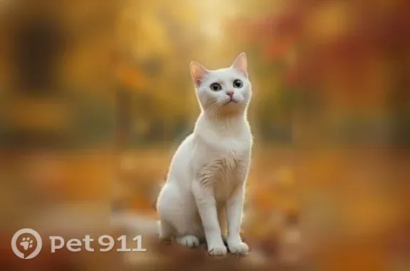 Пропала кошка, Калуга, Клюквина, д. 1 — белая молодая кошечка - photo