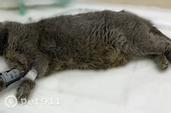 Кошка ищет дом, Сергиев Посад, Новый, д. 6, Сергиев Посад — спасена, в клинике - photo