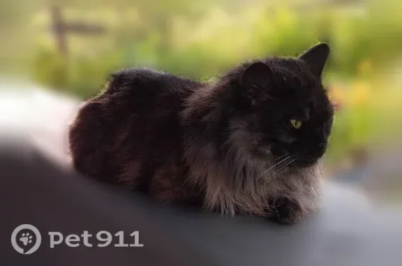 Пропала кошка, Боровск, Ф.Энгельса — дымчатый окрас, 13 лет, откликается на кличку - photo