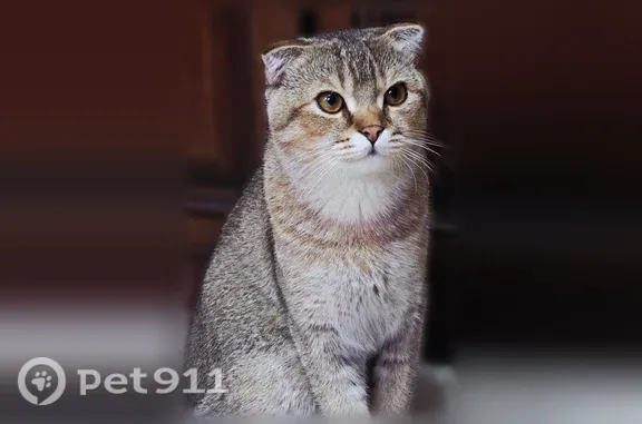 Пропала кошка, Нальчик, Киримова — шотландский вислоухий кот, золотая шиншилла - photo