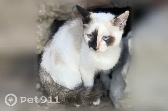 Найдена кошка, Самара, фото: Найдена кошка, Ташкентская, Самара — голубоглазая, игривая, чистенькая