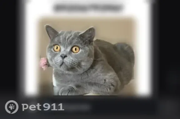 Пропала кошка, Иваново, Строителей, д. 29 — шотландская прямоухая, 5 лет - photo
