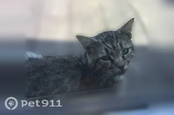 Пропала кошка, Ярославль, Дорожная, д. 19, Ярославль — небольшого размера, худой - photo
