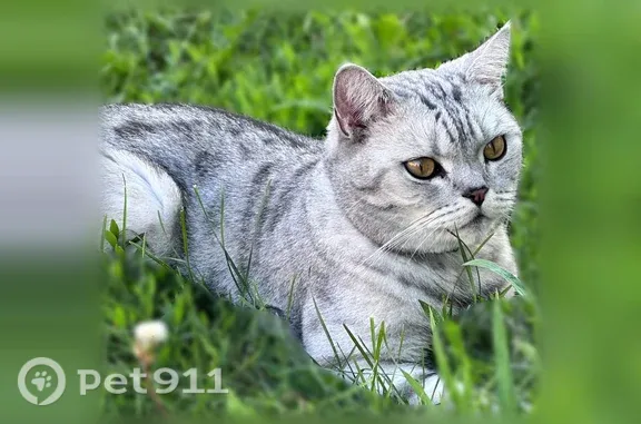 Пропала кошка, Сызрань, Котовского, д. 19 — светло-серый шотландец с чёрным ошейником - photo