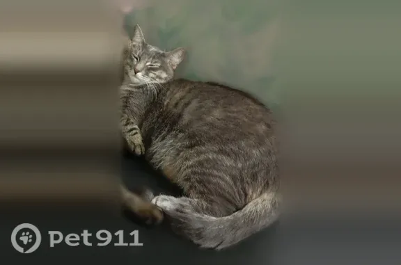 Пропала кошка, Ленина, д. 49, Иваново — серая, стерилизована, 1 год - photo