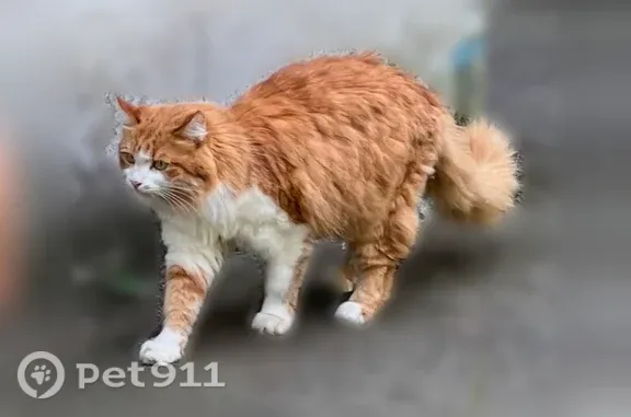 Пропала кошка, Краснодар, им. Атарбекова, д. 43 — бело-рыжая, 8 лет, 3 кг - photo