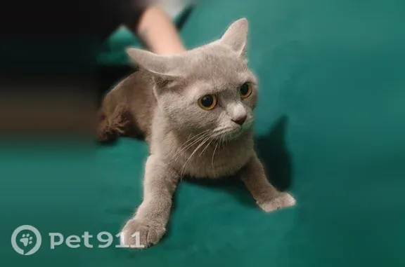 Найдена кошка, Орёл, фото: Найдена кошка, Орёл, Зареченская, д. 2 1 — серый дымчатый окрас, около лифтов на 5 этаже