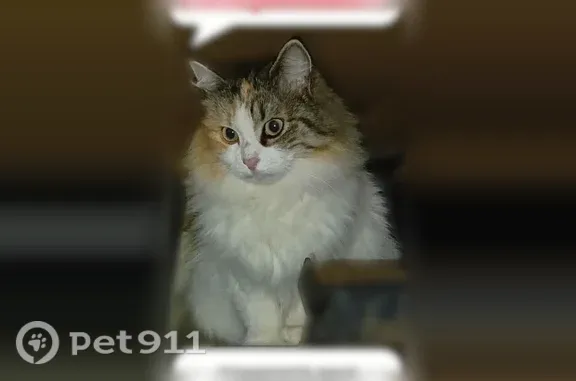 Пропала кошка, Хутор Ленинаван, И.Х. Баграмяна, д. 9/18, Ленинаван — пушистая трёхцветная - photo