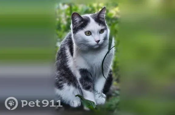 Пропала кошка, Литовская, д. 47, Новокузнецк — пятнышко на носике и на спинке - photo