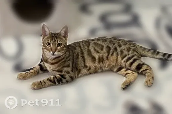 Пропала кошка, Село Осиново, Садовая, д. 2, Осиново — бенгал - photo