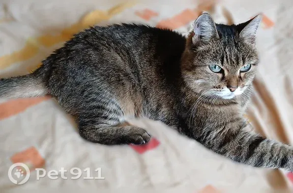 Пропала кошка, Территория ПСТ № 30 Дорожник (г Сургут), 3-я, д. 6, Сургут — 16 лет - photo