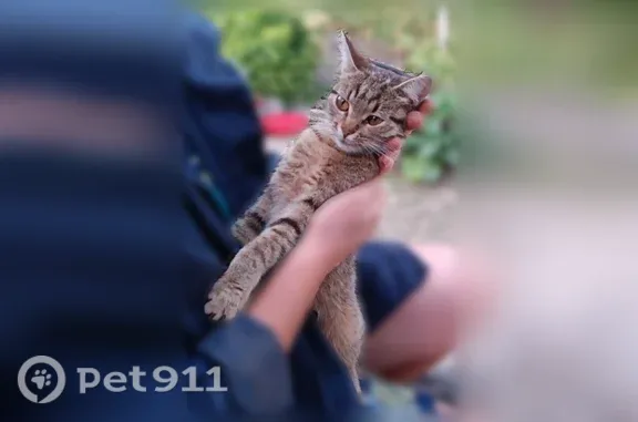 Найдена кошка, Судаково, фото: Найдена кошка, Деревня Судаково, Дзержинского, д. 39, Судаково — очень ласковая, около 5 мес.