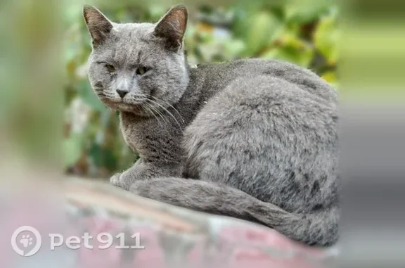 Найдена кошка, Новочебоксарск, фото: Найдена кошка, Новочебоксарск, Советская, д. 14А — очень ласковая, домашняя
