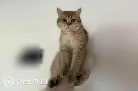 Кошки потеряшки, Ивдель, фото: Потеряшка кошка, Ивдель, 50 лет Октября, д. 28, Ивдель — рыжий окрас, большие круглые глаза
