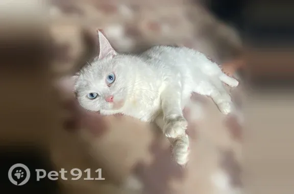 Пропала кошка, Территория снт Заречье-1 (г Раменское), Третья, Раменское — полностью белая, голубые глаза - photo