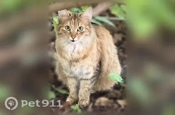 Найдена кошка, Томск, фото: Найдена кошка, Томск, Кулагина, д. 31 — домашняя, плачет и болтает