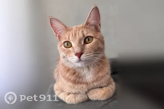 Найдена кошка, Волгоград, фото: Найдена кошка, Волгоград, им. В.И. Ленина, д. 6 — очень ласковая, контактная